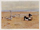 Oyster Catchers Terns and Ringed Plovers by Archibald Thorburn